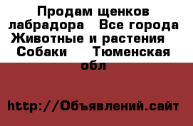 Продам щенков лабрадора - Все города Животные и растения » Собаки   . Тюменская обл.